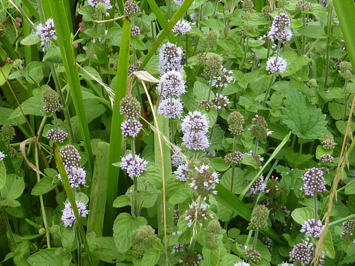 Mentha aquatica